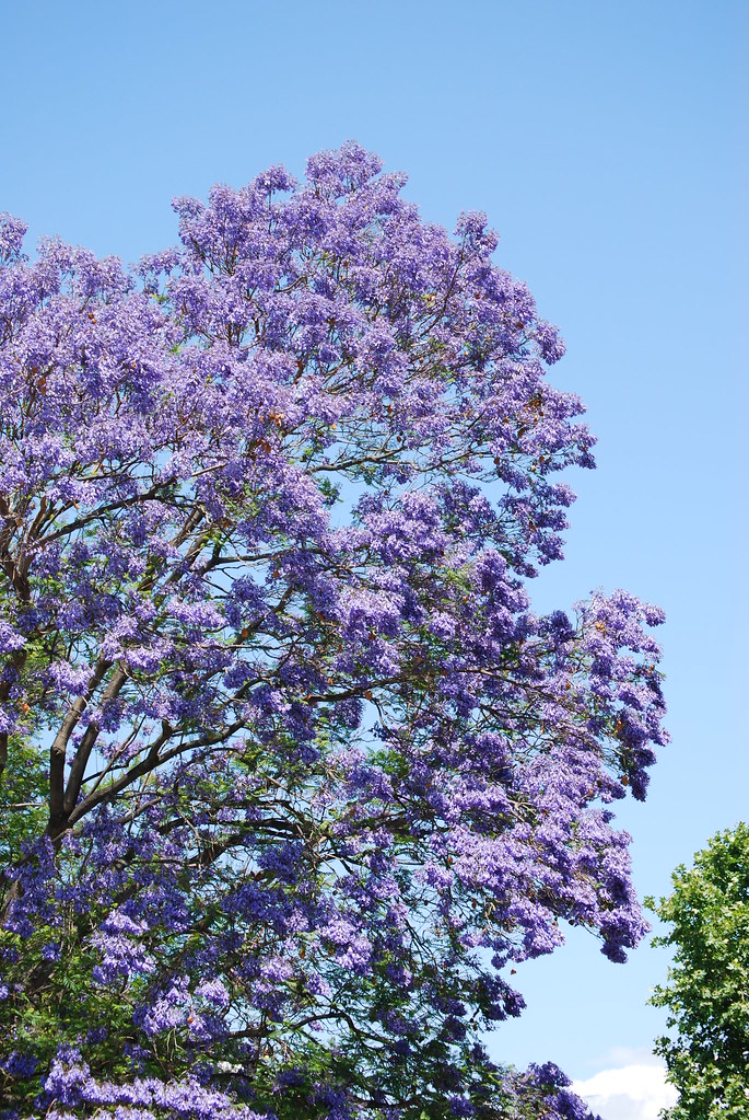 Jacaranda Tree They're in full bloom, wrecking havoc with … Flickr
