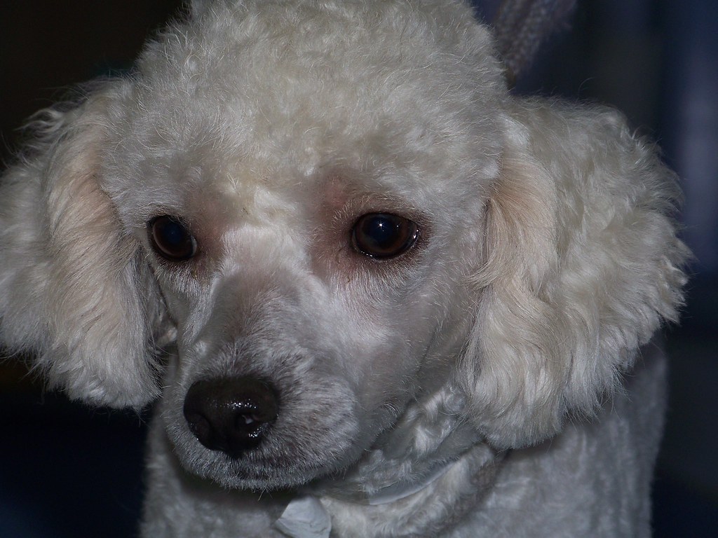white bichon poodle mix gal 2 Chantale Clark Flickr