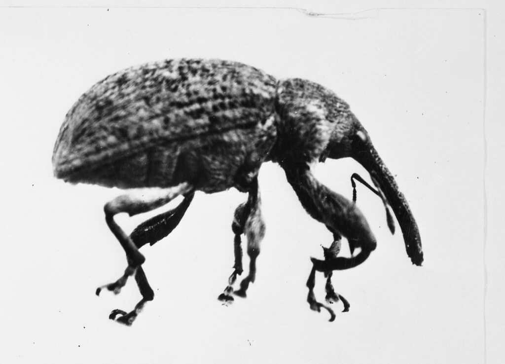 Cotton Ball Weevil Title Cotton Ball Weevil Digital Publi… Flickr