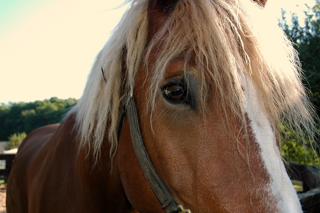 Ironstone Farm Horse Photo 2007 09 25 USA MA Andover Iron… Flickr