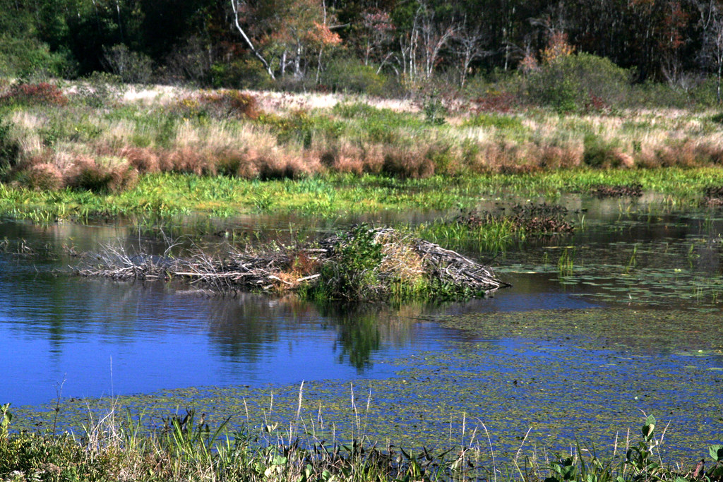 Beaver pond The water is so low and the lodge appeared uni… Flickr