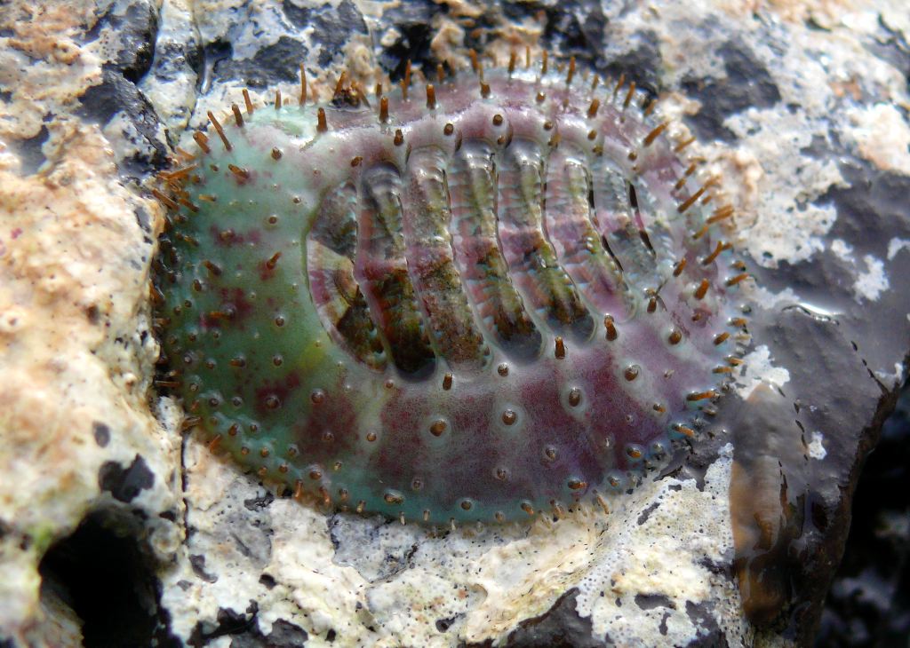 Carnivore Veiled chiton Fitzgerald Marine Reserve, Moss Be… Flickr