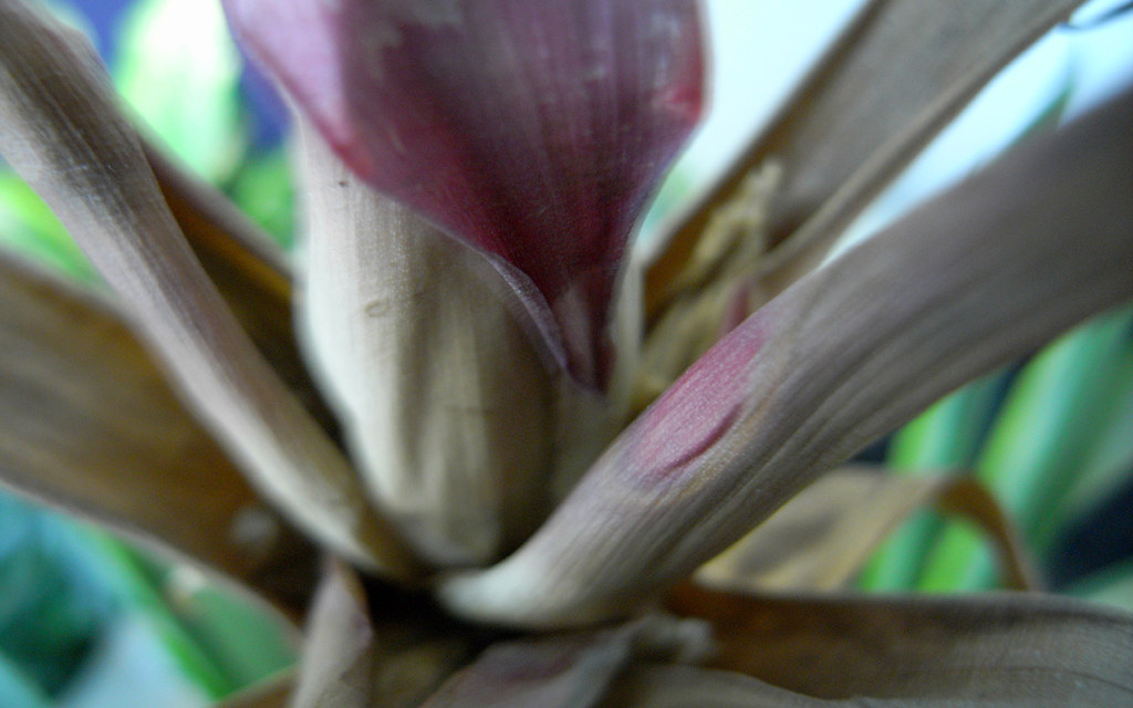 R0010340 Dead bromeliad flower Tim Moyer Flickr