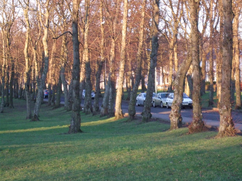 The trees in Kenilworth Avenue Wishaw Liz Sharp Flickr