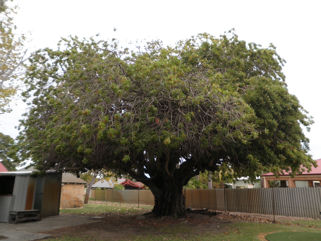P5150135 Beautiful old tree Buckingham house Wanneroo Pert… Flickr