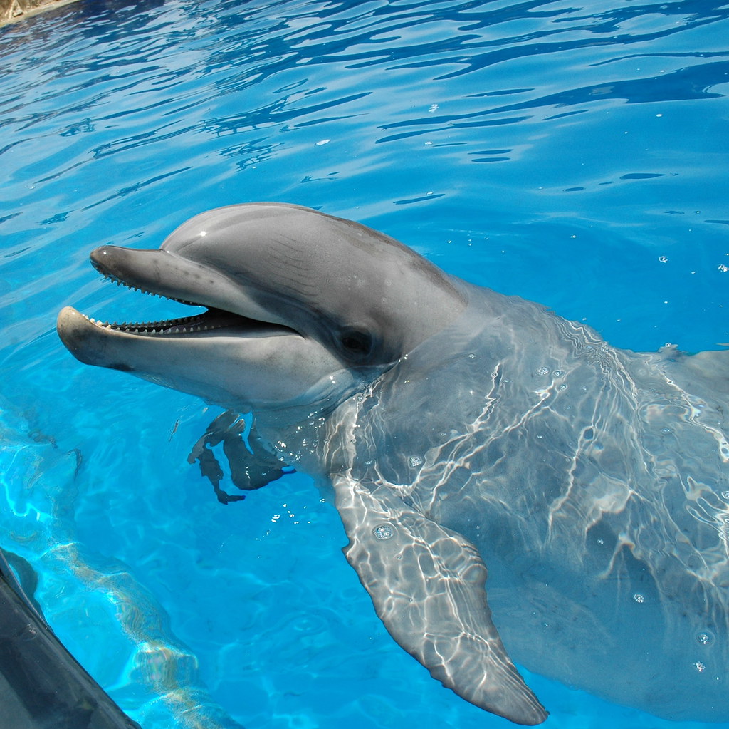 Bottlenose Dolphin Tursiops truncatus, Sea World, Mission … Flickr