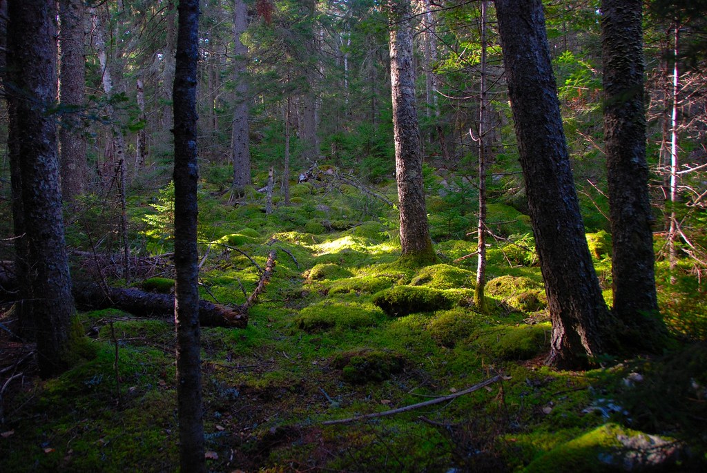 Mossy Grove amoung Cedars Near Seal Harbor Mount Desert … Flickr
