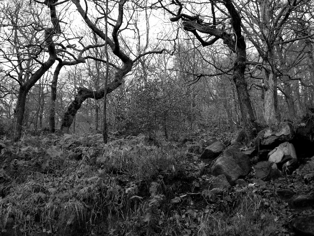 Woodlands Woodlands at Hardcastle Crags, West Yorkshire PE… Flickr