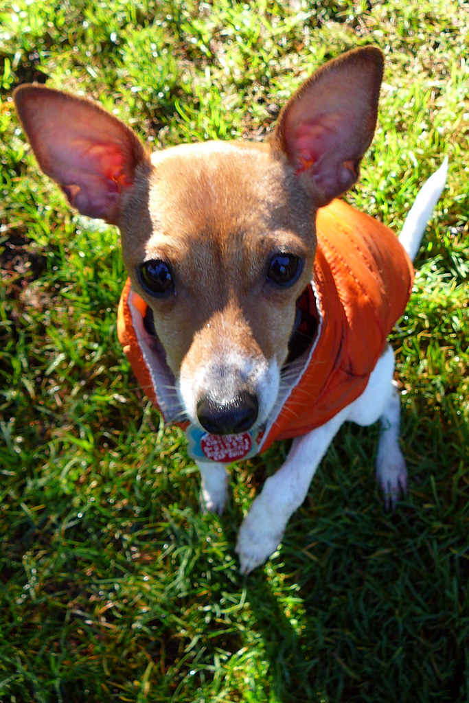 Frodo at French Lake Dog Park 10/2007 The only way to ge… Flickr