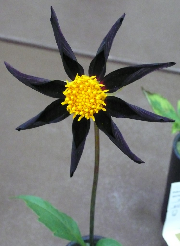 Black_Orchid This little orchid form dahlia was shown as a… Flickr