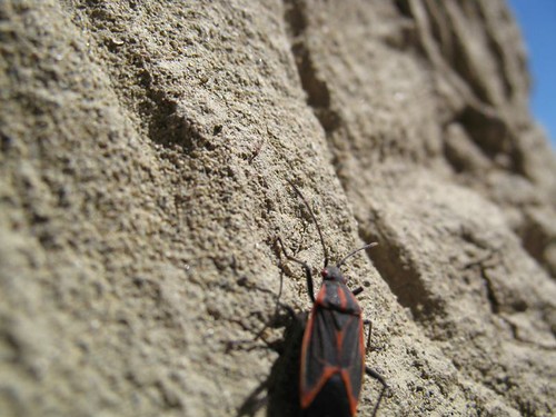 Maple Bug 1 At Castle Butte, Saskatchewan Fedje Flickr