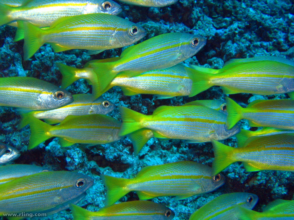 Bigeye Snapper A shoal of Bigeye Snapper (Lutjanus lutjanu… Flickr