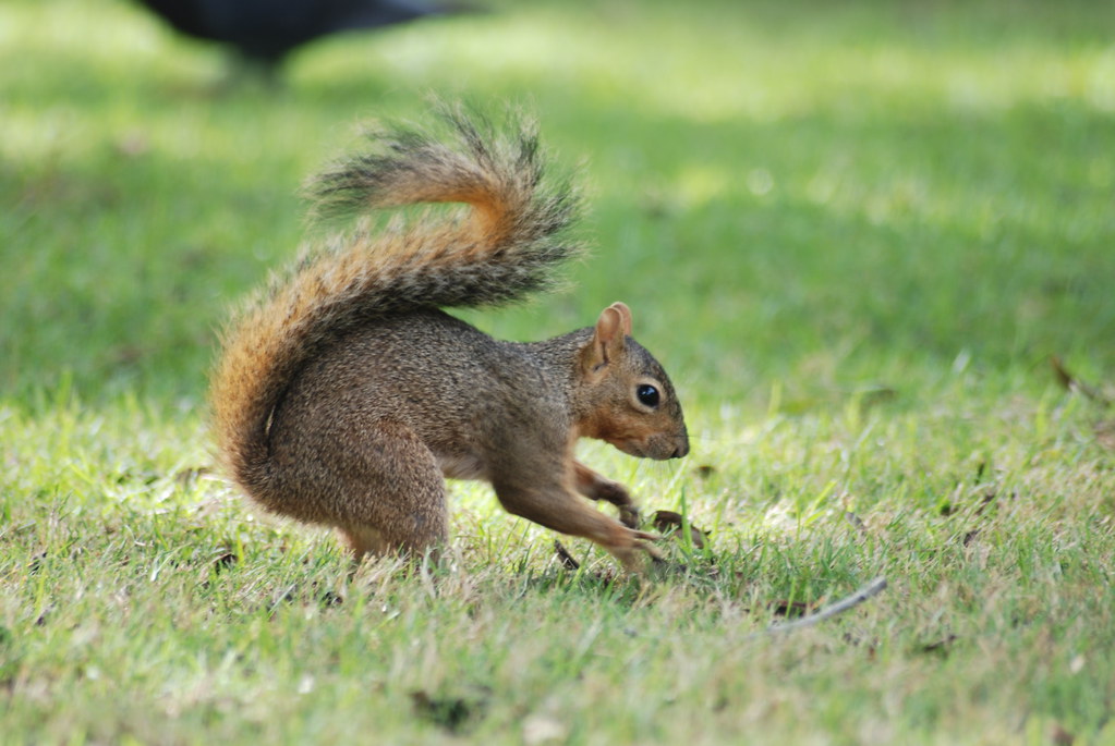 Squirrel Burying Nuts at the Alamo donmcnely Flickr