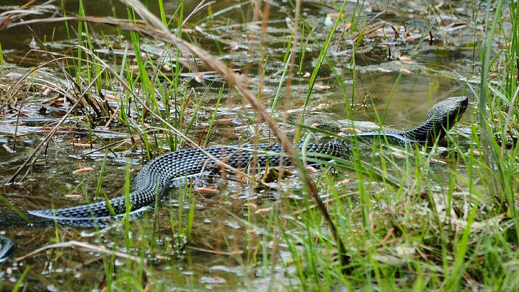 Water Moccasin looks like I'm not the only one looking for… Flickr