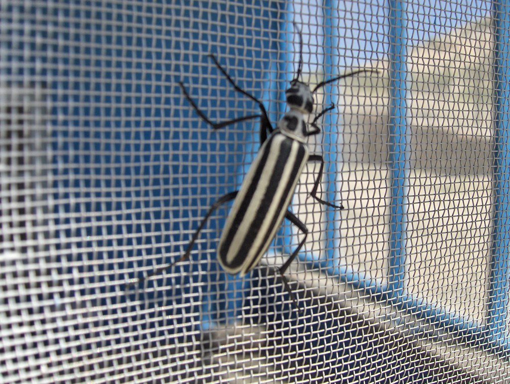 Blister Beetle Epicauta atrivittata (LeConte) Terry Nowell Austin