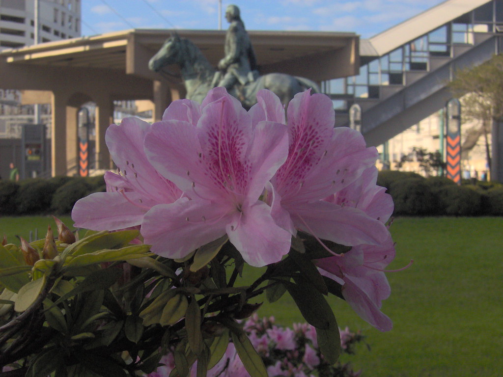 flower in new orleans decaturjonz Flickr