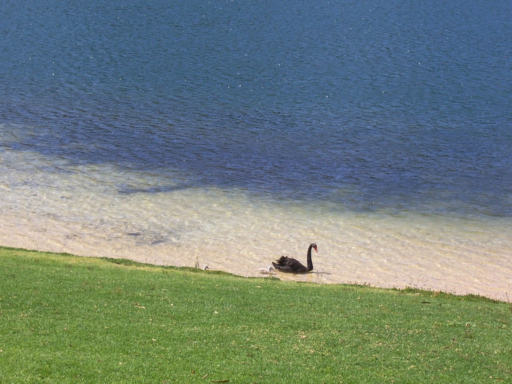 One bird Wellbeing Brown? Lake. Mt, Gambia. vzv Flickr