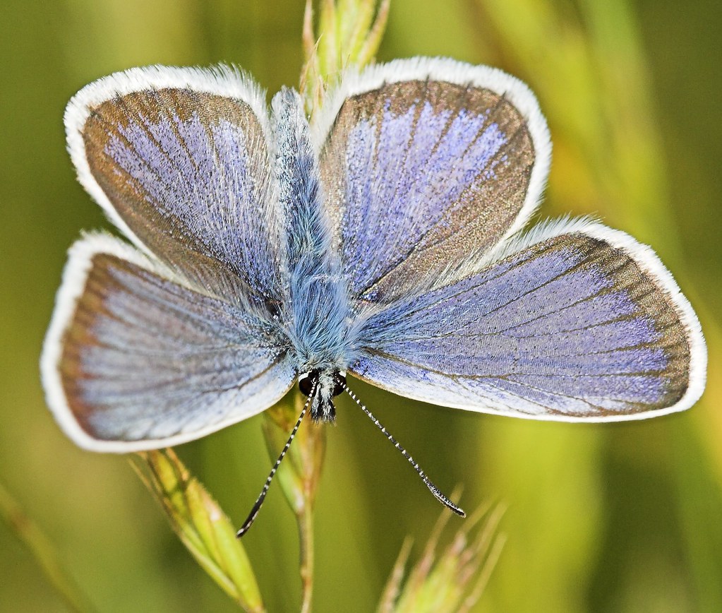 Butterfly Fender's Blue (Icaricia icarioides fenderi).[Tha… Flickr