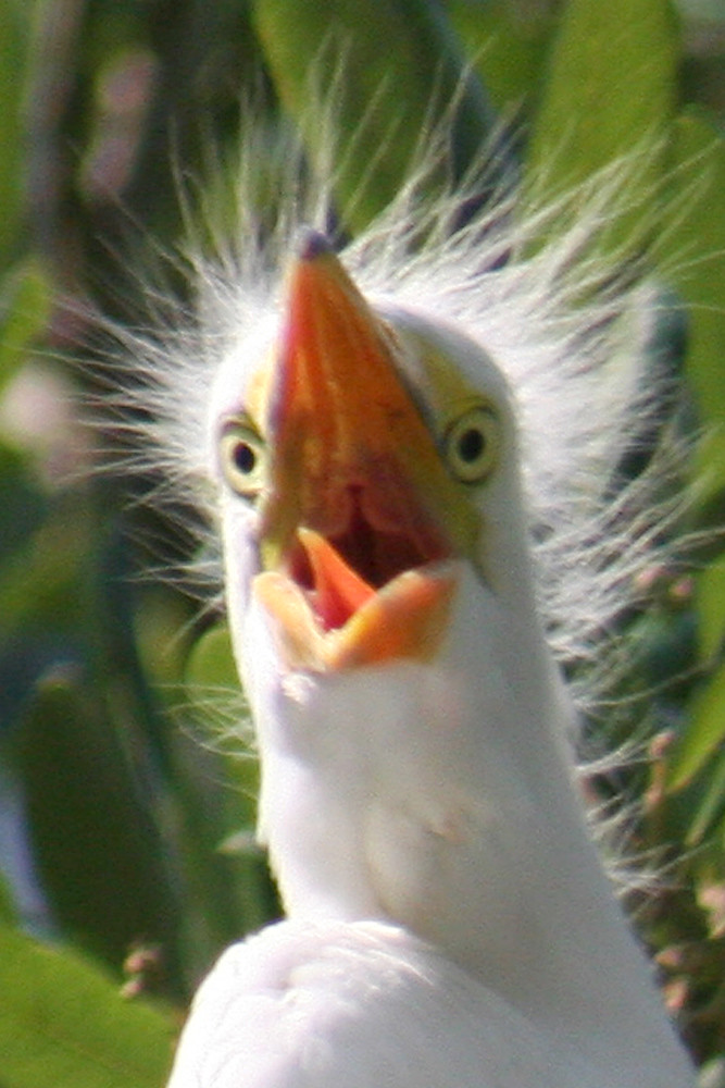 Crazy Bird Seriously, the craziest looking bird I've ever … Flickr
