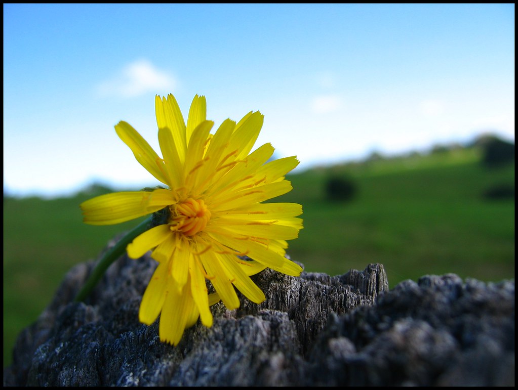 Yellow Flower Maleny Australia May 2007. Jason Majtczak Flickr