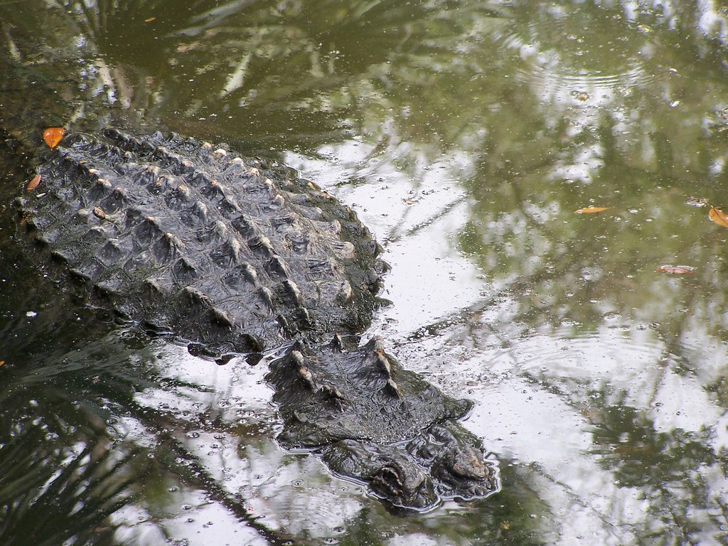 Florida Alligator Tampa, Florida, USA Lowery Park Zoo GingerP43