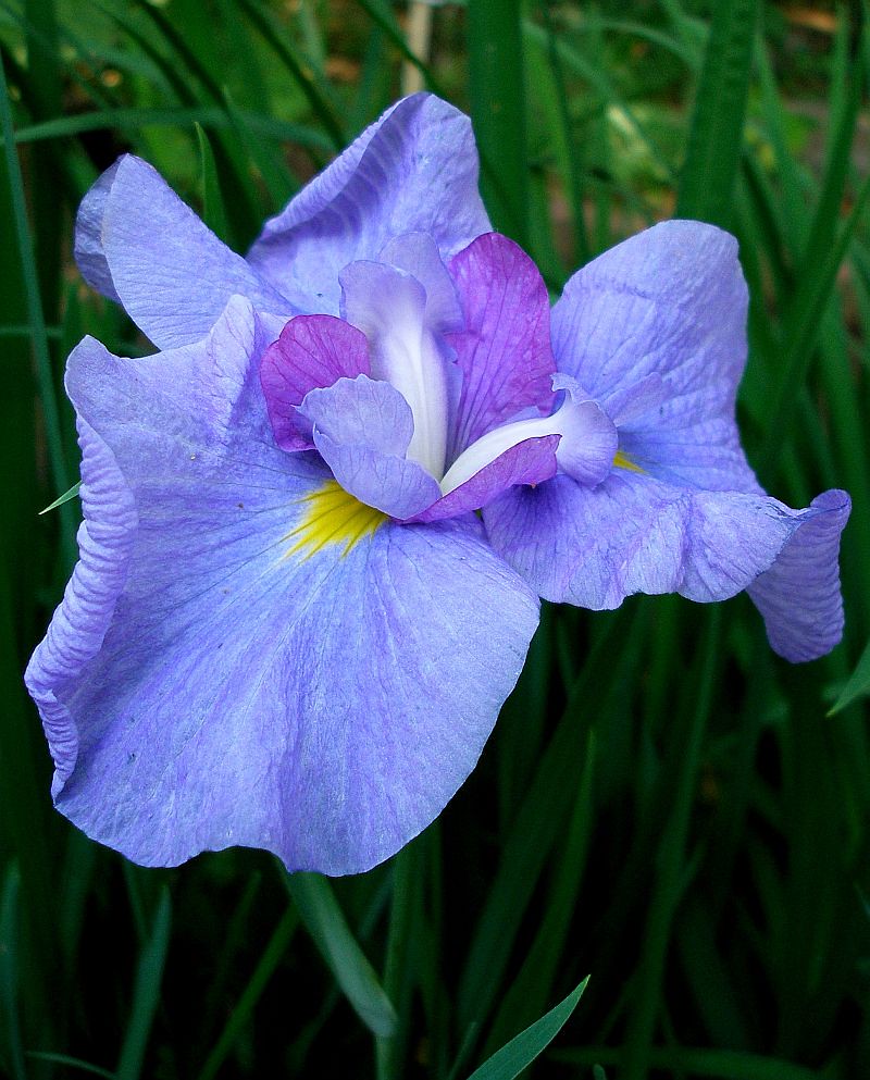 Blue iris Best viewed large. tanakawho Flickr