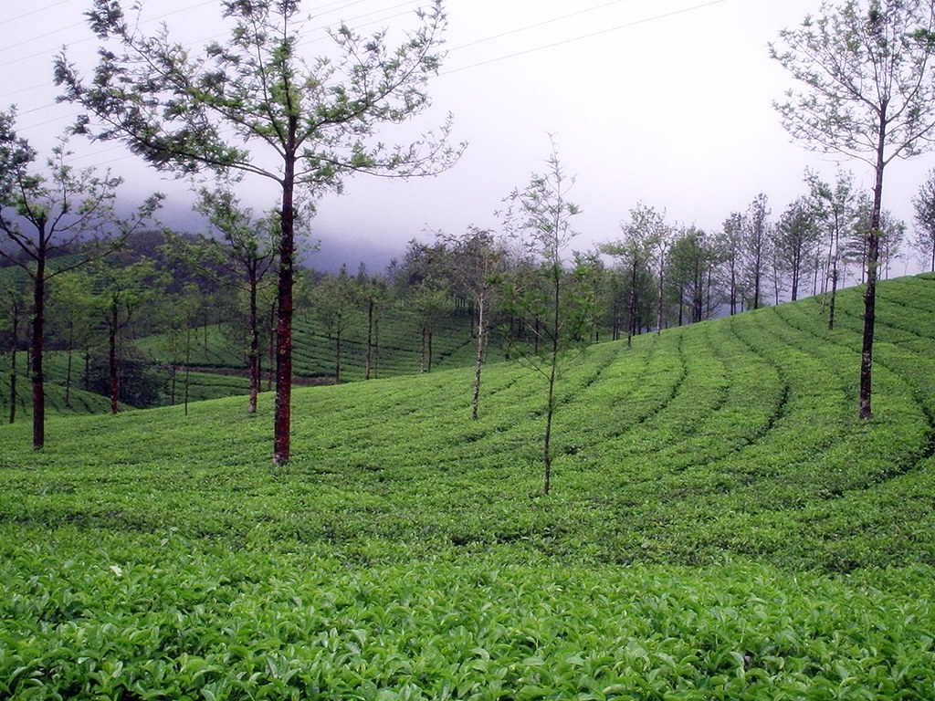 Green Tea Garden a photo on Flickriver