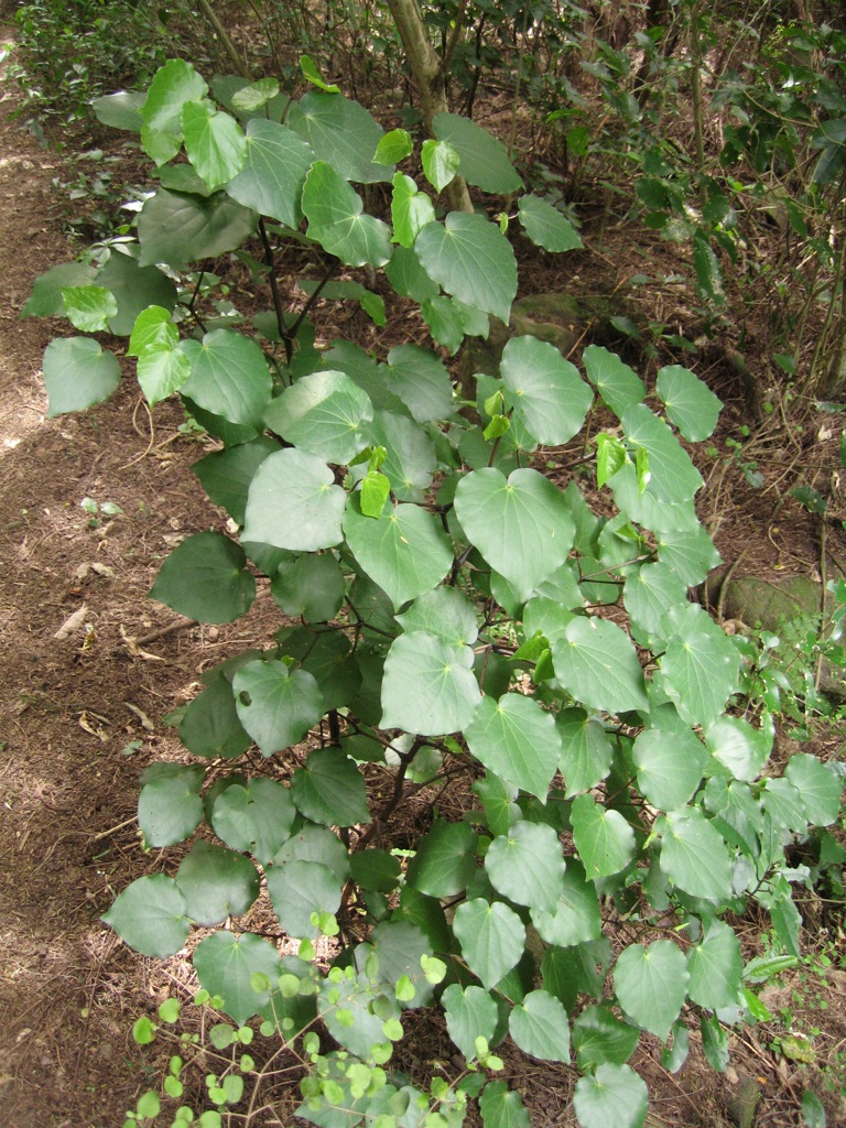 kawakawa An undamaged plant in a patch of this reserve whe… Flickr