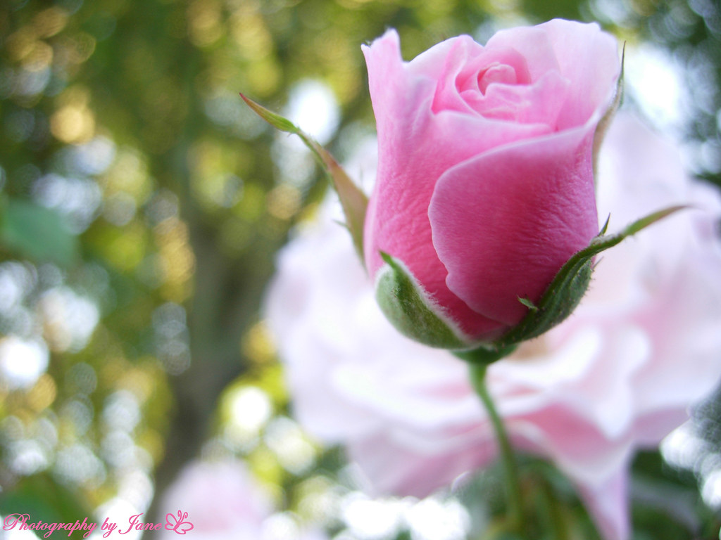 Winter Rose Dying rosebush in my backyard, still trying to… Flickr