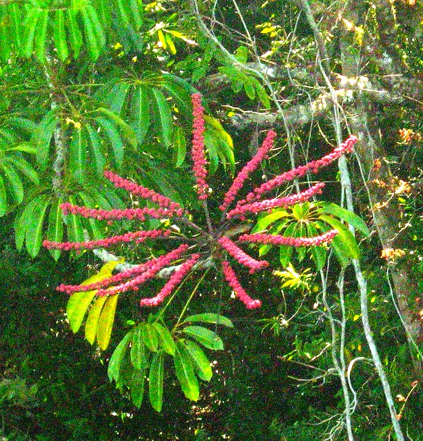 Flower of Umbrella Tree, Lake Barrine National Park, Australia a