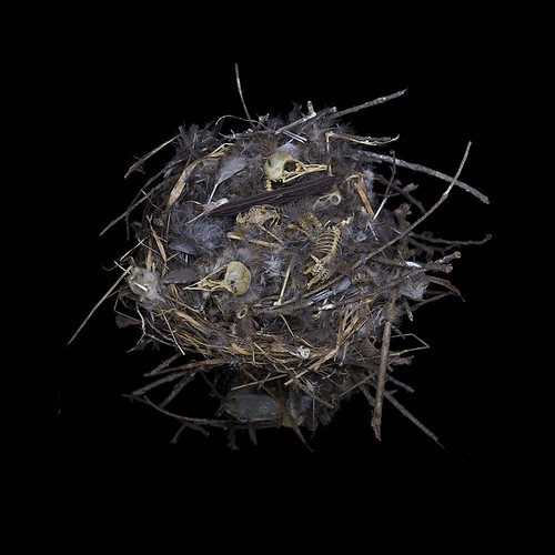 Troglodytes aedon House Wren (abandoned nest) Troglodytes … Flickr