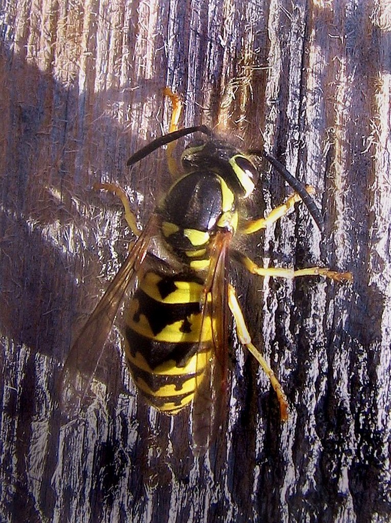 Yellow jacket on wood Yellowjacket horney Hymenoptera … Flickr