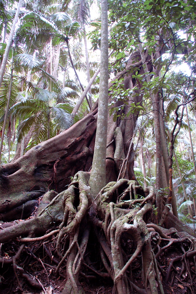 DSC_0357 Reuze Fig Tree Tamborine National Park el