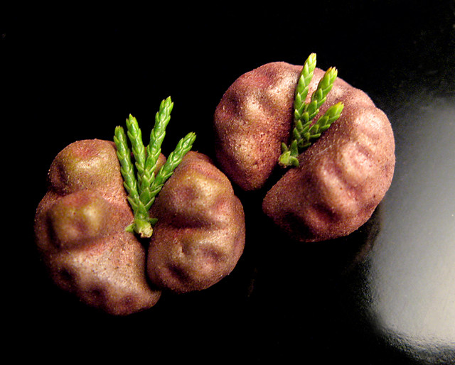 Cedarapple rust gall fungi on Juniper tree photoholic1 Flickr