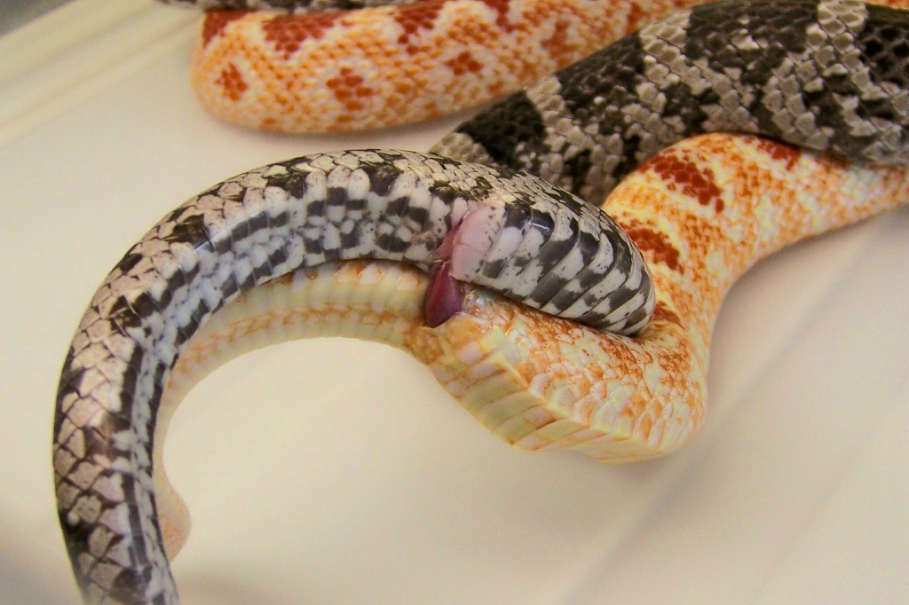 Corn Snakes Breeding LSR (Lazy Slither Ranch) Breeding. A… Flickr