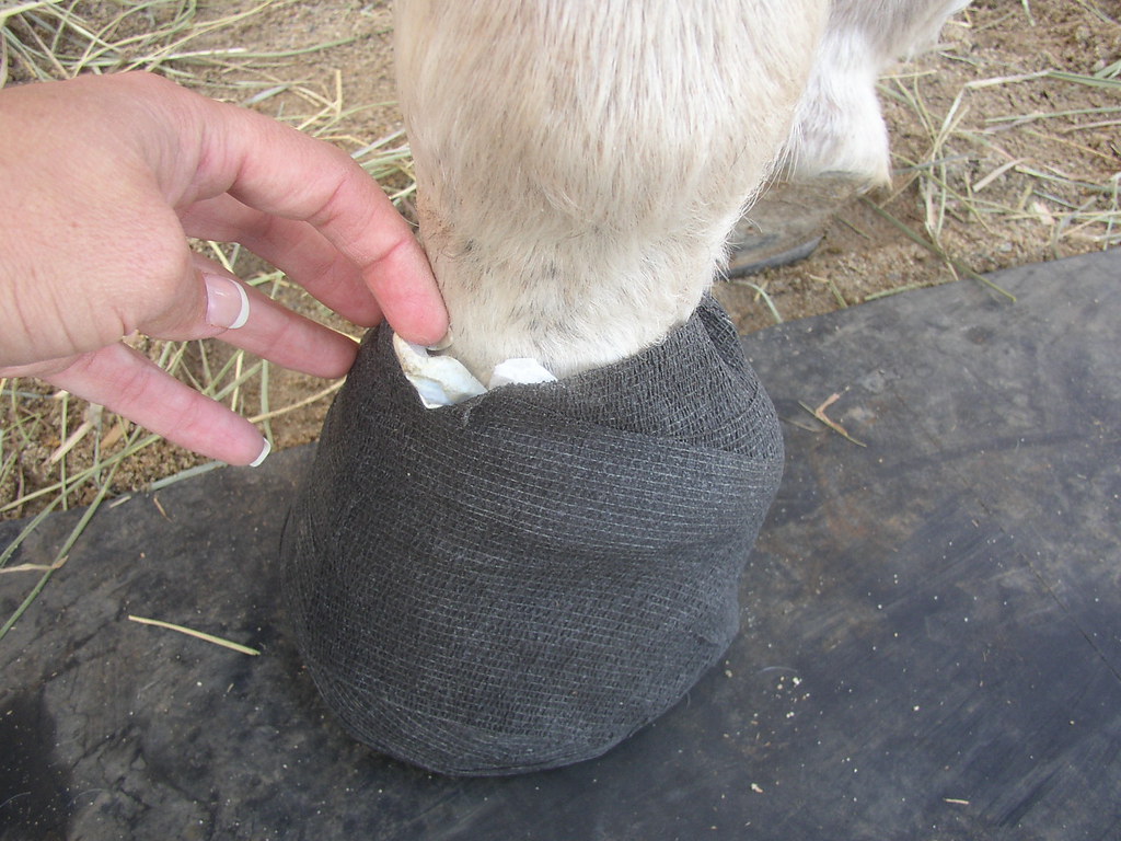 Bandaging a Hoof 010 If the bandage is tight cut down in t… Flickr