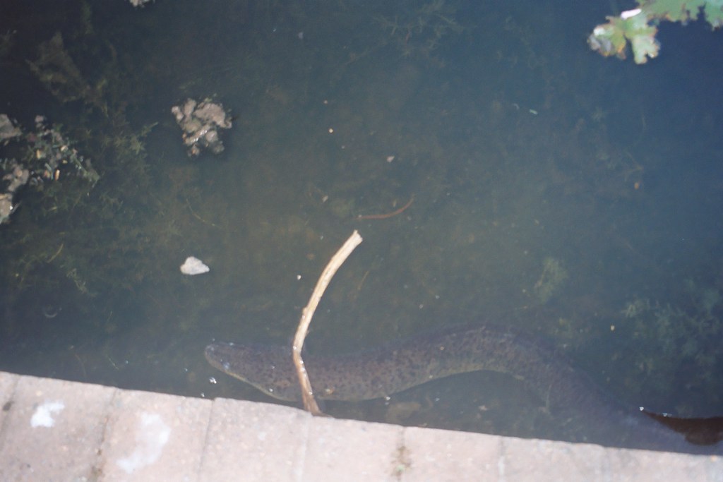 Eel in Fountain Brisbane City Garden We were not sure what… Flickr