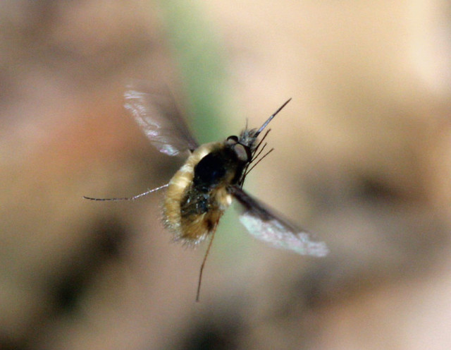 How To Get Rid Of Flies How To Store Coriander For Long Time.