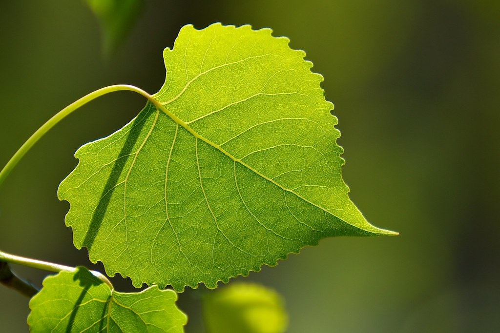 Eastern cottonwood leaf A sundrenched leaf of an eastern … Flickr