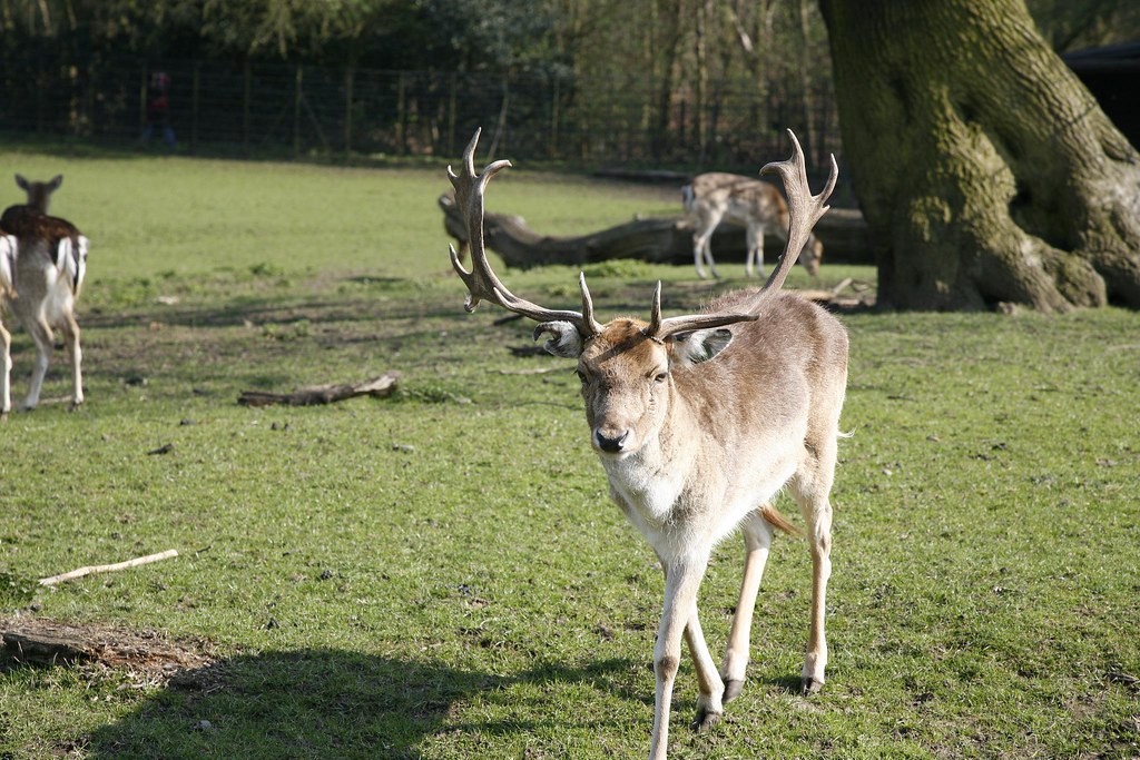 Childrens Zoo, Golders Hill Park Lewis Foti Flickr