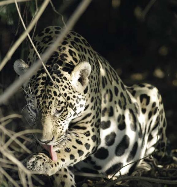 Jaguar Ecocolors Cancun Mexico Flickr