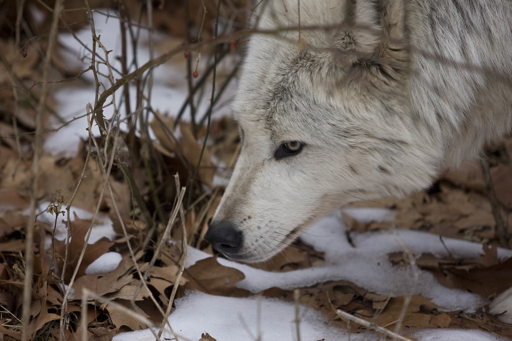 Under the Brush Wolves from Lakota Wolf Park, in Columbia,… Flickr