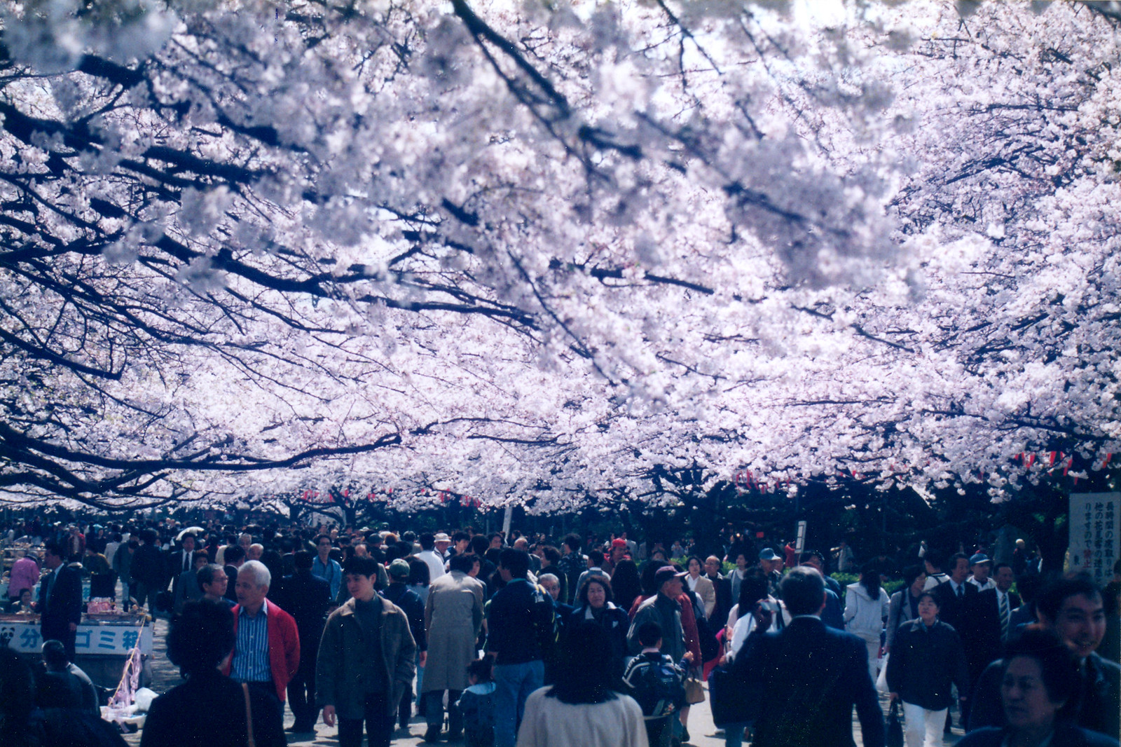Cherry Blossom Season Flickr