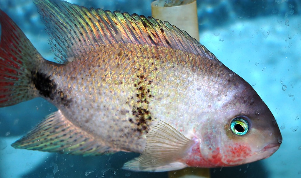 Black belt cichlid(vieja maculicauda) Gary McKinney Flickr