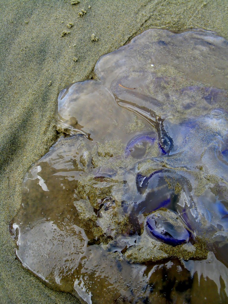 beach blob A jelly on the beach. blue and clear and dead a… Flickr