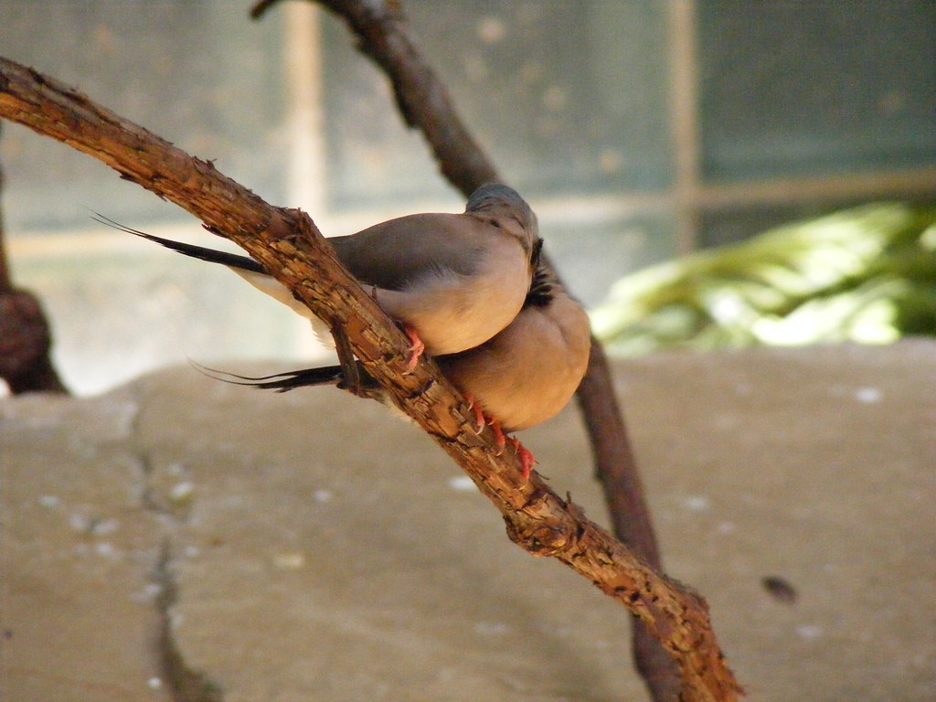 toledo zoo 105 Two birds cleaning each other. Lisa Schavel Flickr