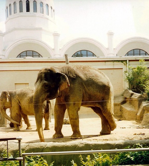 CINCINNATI ZOO 2001** Elephants walking around outside of … Flickr