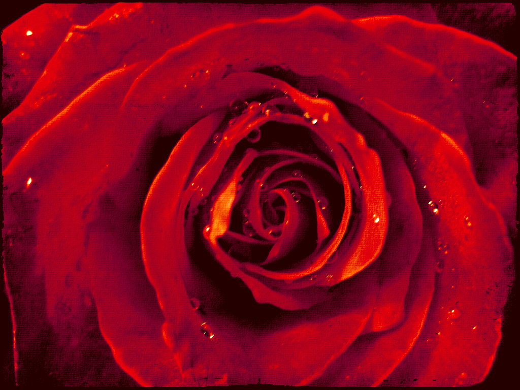 a bleeding rose leave love bleeding in my hands, in my