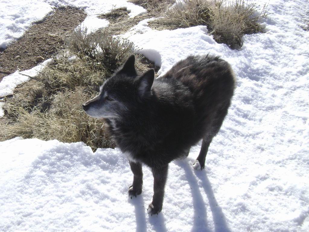 best tracking dog ever voidsong23 Flickr