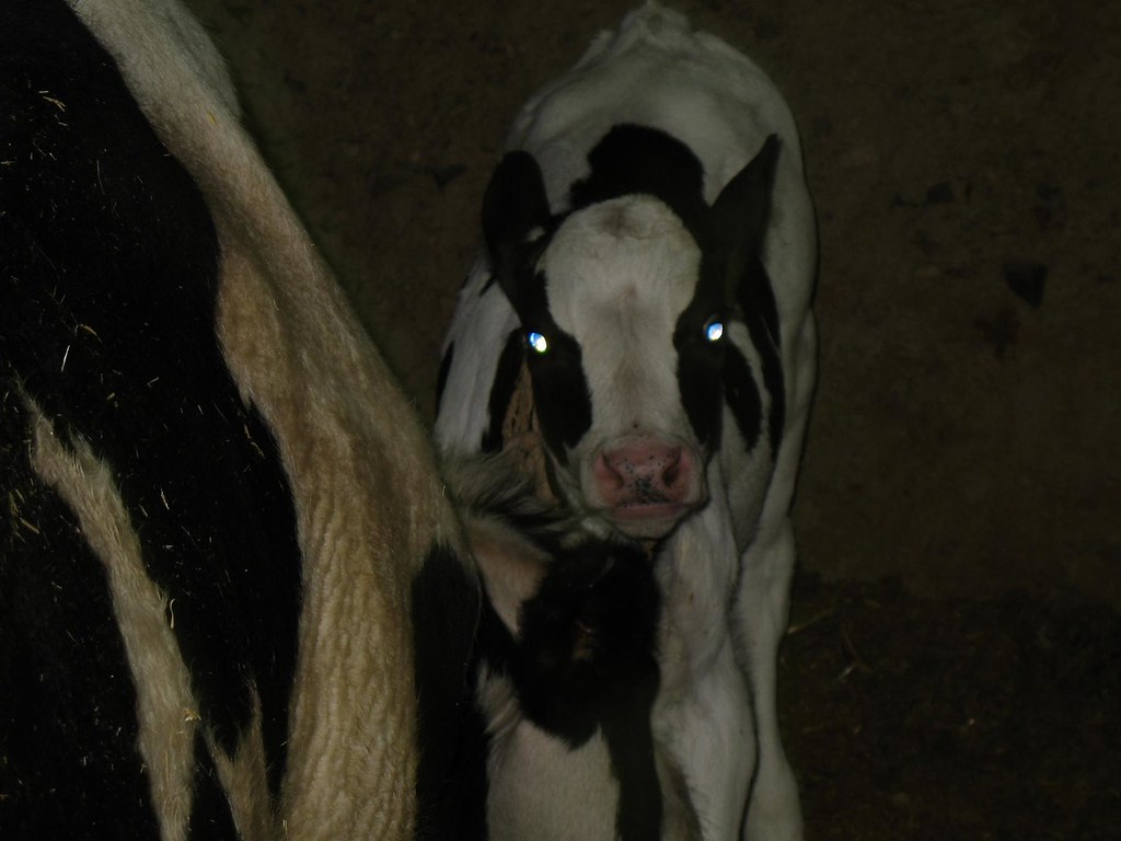 The Calf Eyes Calf with her Mother... Night Village ne… Flickr